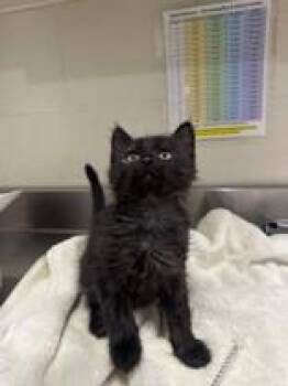 Brick Tamland -  Domestic Medium Hair Cat for Adoption in Manitowoc, Wisconsin - Brick Tamland | PetCurious