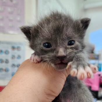 Luz -  Domestic Short Hair Cat for Adoption in Corpus Christi, Texas - Luz | PetCurious
