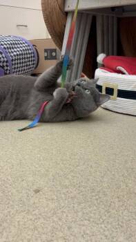 Jack Sparrow -  Domestic Short Hair Cat for Adoption in Vero Beach, Florida - Jack Sparrow | PetCurious