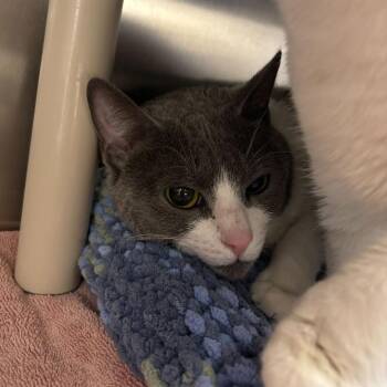 Domestic Short Hair Cats Available for Adoption - Over Easy | PetCurious