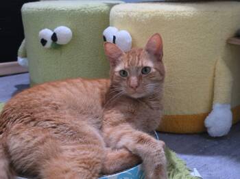 Norman -  Domestic Short Hair Cat for Adoption in Rossville, Maryland - Norman | PetCurious