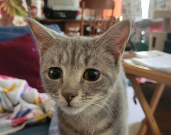 Rescue Domestic Short Hair Cats for Adoption in Evans, Georgia - Cuillin | PetCurious