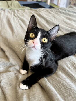 Rescue Domestic Short Hair Cats for Adoption in Long Beach, California - Maggie | PetCurious