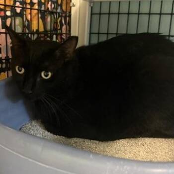 THEODORE -  Domestic Short Hair Cat for Adoption in Fernandina Beach, Florida - THEODORE | PetCurious