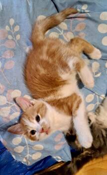Greta -  Domestic Short Hair Cat for Adoption in Westfield, New York - Greta | PetCurious