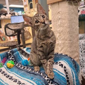 Miles -  Domestic Short Hair Cat for Adoption in Hudson, New York - Miles | PetCurious