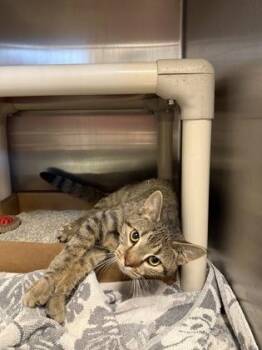 Lanie -  Domestic Short Hair Cat for Adoption in Fallston, Maryland - Lanie | PetCurious