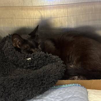 Guy Scout Cookie -  Domestic Medium Hair Cat for Adoption in Charleston, West Virginia - Guy Scout Cookie | PetCurious