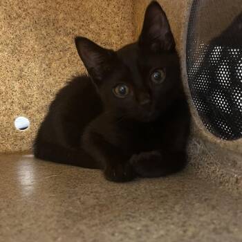 Rexi -  Domestic Short Hair Cat for Adoption in Philadelphia, Pennsylvania - Rexi | PetCurious