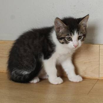 Miles C69426 -  Domestic Short Hair Cat for Adoption in Minnetonka, Minnesota - Miles C69426 | PetCurious