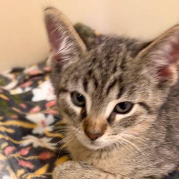 Pedro -  Domestic Short Hair Cat for Adoption in Zanesville, Ohio - Pedro | PetCurious