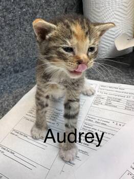 Audrey -  Domestic Short Hair Cat for Adoption in Dyersburg, Tennessee - Audrey | PetCurious