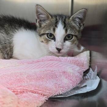 Glizzy -  Domestic Short Hair Cat for Adoption in Orange, Virginia - Glizzy | PetCurious