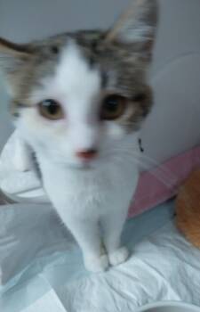 Domestic Short Hair Cats Available for Adoption - Josie Do * IN FOSTER * | PetCurious