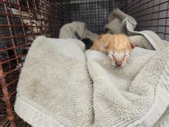 Domestic Short Hair Cats Available for Adoption in Houston, Texas - A655039 | PetCurious