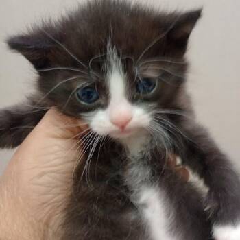 Domestic Short Hair Cats Available for Adoption in Grand Rapids, Minnesota - Nyxlie | PetCurious