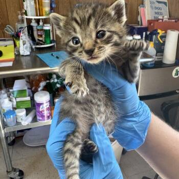 Daryl -  Domestic Short Hair Cat for Adoption in Columbiana, Alabama - Daryl | PetCurious