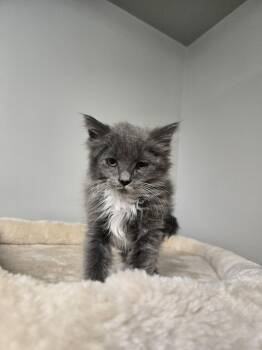 Darcy -  Domestic Long Hair Cat for Adoption in Richmond, Kentucky - Darcy | PetCurious