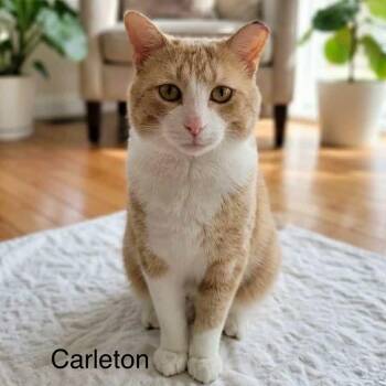 Tabby Cats Available for Adoption in Wyandotte, Michigan - Carelton - No Tail | PetCurious