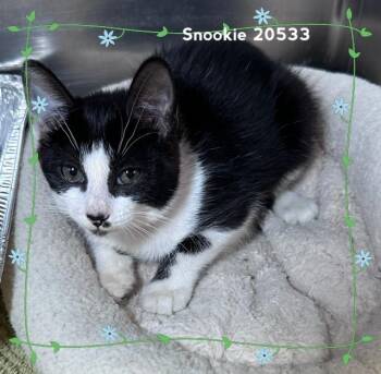 SNOOKIE -  Domestic Short Hair Cat for Adoption in Marietta, Georgia - SNOOKIE | PetCurious