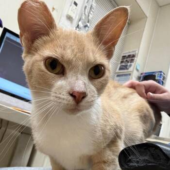 Bailey -  Domestic Short Hair Cat for Adoption in Pekin, Illinois - Bailey | PetCurious