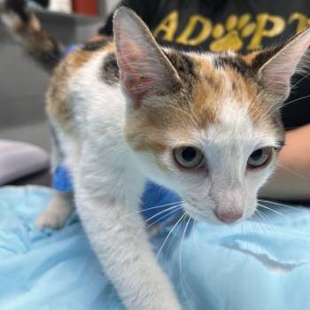 Roberta -  Domestic Short Hair Cat for Adoption in Summerville, South Carolina - Roberta | PetCurious