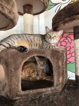 Betty 2 -  Domestic Short Hair Cat for Adoption in Tucson, Arizona - Betty 2 | PetCurious