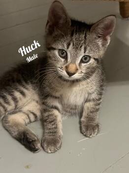 Rescue Domestic Short Hair Cats for Adoption in Naugatuck, Connecticut - Huck | PetCurious