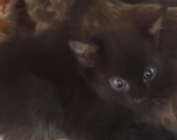 Tony -  Domestic Short Hair Cat for Adoption in New Kensington, Pennsylvania - Tony | PetCurious