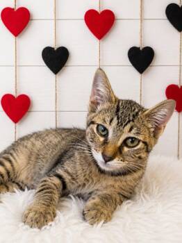 Peach -  Domestic Short Hair Cat for Adoption in Corpus Christi, Texas - Peach | PetCurious