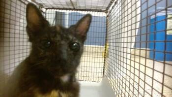 Domestic Short Hair Cats Available for Adoption in Doral, Florida - YUKI | PetCurious