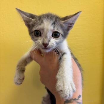 Inky -  Domestic Short Hair Cat for Adoption in Webster, Texas - Inky | PetCurious