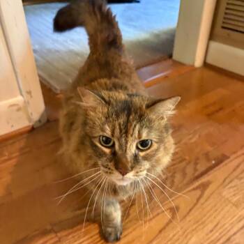 Domestic Long Hair Cats Available for Adoption in Roanoke, Virginia - Kiki | PetCurious
