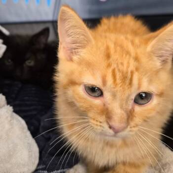 Dunn -  Domestic Short Hair Cat for Adoption in Montgomery, Alabama - Dunn | PetCurious