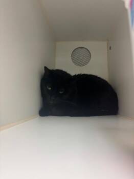 Stormy (Welbourne) -  Domestic Long Hair Cat for Adoption in Johnson City, Tennessee - Stormy (Welbourne) | PetCurious