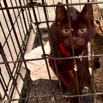 Appetizer -  Domestic Short Hair Cat for Adoption in Greensboro, North Carolina - Appetizer | PetCurious