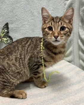 Linen - KBC -  Tabby and Domestic Short Hair Cat for Adoption in Dublin, Ohio - Linen - KBC | PetCurious