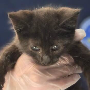 Phoebe -  Domestic Short Hair Cat for Adoption in Newark, New Jersey - Phoebe | PetCurious