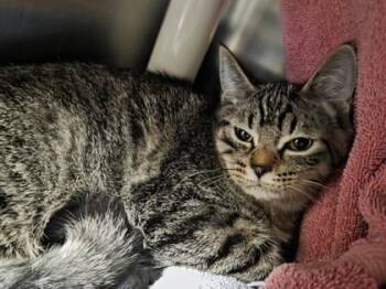 Domestic Short Hair Cats Available for Adoption in Westland, Michigan - Kilo | PetCurious