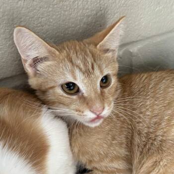 Buzz -  Domestic Short Hair Cat for Adoption in Gloucester, Virginia - Buzz | PetCurious