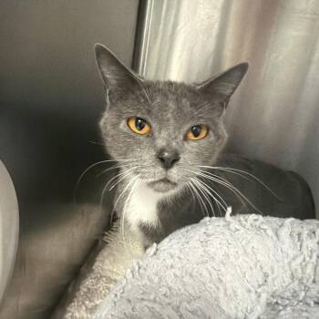 Etheria -  Domestic Short Hair Cat for Adoption in Port Charlotte, Florida - Etheria | PetCurious
