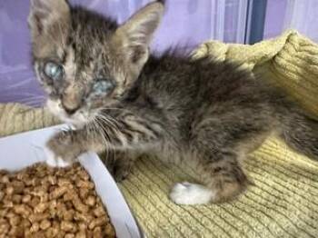61373267 -  Domestic Medium Hair Cat for Adoption in El Paso, Texas - 61373267 | PetCurious