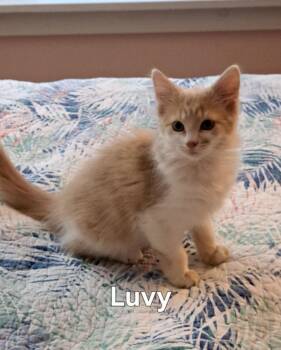 Luvy -  Domestic Long Hair Cat Available for Adoption in Plattsburgh, New York - Luvy | PetCurious