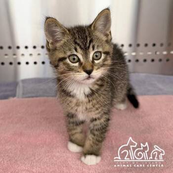 Domestic Short Hair Cats Available for Adoption in Irvine, California - CHAI | PetCurious