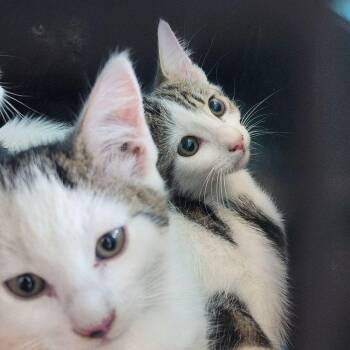 Brownie -  Domestic Short Hair Cat for Adoption in Kingman, Arizona - Brownie | PetCurious