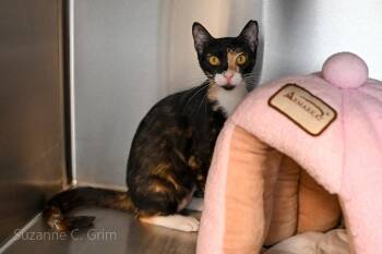 Whimsy -  Domestic Short Hair Cat Available for Adoption in Elmwood, Louisiana - Whimsy | PetCurious