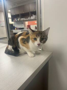 Carmel -  Domestic Short Hair Cat for Adoption in Greenfield, Indiana - Carmel | PetCurious