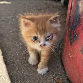 Frank Gallagher -  Domestic Short Hair Cat for Adoption in Columbus, Georgia - Frank Gallagher | PetCurious