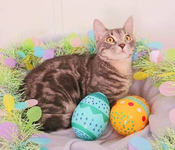 Bengal and Tabby Cats Available for Adoption - Miles Benjamin Sterling | PetCurious