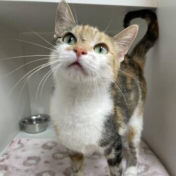 Felicette -  Domestic Short Hair Cat for Adoption in Champaign, Illinois - Felicette | PetCurious